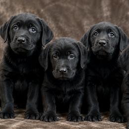 Labrador Retriever puppies from Battleborn Labradors