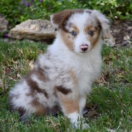 Happy - Red merle female Miniature Australian Shepherd puppy in Evant, Texas from Lazy VT Bar Ranch