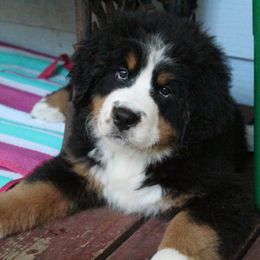 Bernese Mountain Dog Puppies from Baby Bear Bernese Kennel