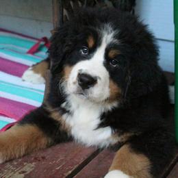Bernese Mountain Dog Puppies from Baby Bear Bernese Kennel