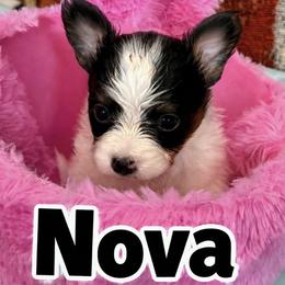 Nova - White black and tan female Papillon puppy in Marion, South Carolina from Runway Papillons