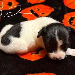 Boy 2 - White black and tan male Papillon puppy in Fremont, Michigan from Barque