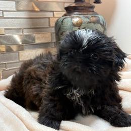 Brown cutie - Black and white female Shih Tzu puppy in Zephyrhills, Florida from Tony's Shih Tzus