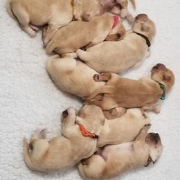 Golden Retriever Puppies from Big Rock Goldens