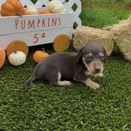 Chocolate and Tan Smooth Male - Chocolate and tan male Dachshund puppy in Killeen, Texas from Southern Dachshunds