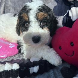 Charm F1b - Tri-color male Cavapoo puppy in Mount Vernon, Texas from S and J Cavapoos