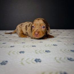 Tito - Dapple male Dachshund puppy in Lumber City, Georgia from CarolinaDachshunds
