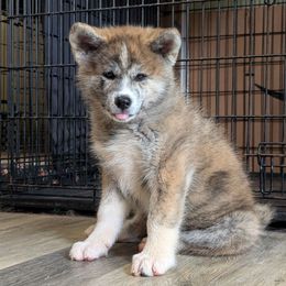 Girl 3 - Brindle female Japanese Akitainu puppy in South Carolina from Sierra Mountain Akitas