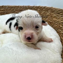 AKC mismark Braxton - Black and tan male Pembroke Welsh Corgi puppy in Casper, Wyoming from Flying Note Shorties