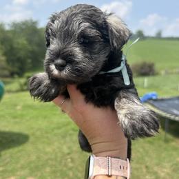 Light Blue Boy - Salt and pepper male Miniature Schnauzer puppy in Floyd, Virginia from Little River Puppies