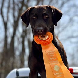 Labrador Retrievers from Crawford Dogs