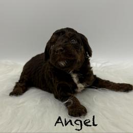 Angel - Phantom female Poodle puppy in Wheatland, California from Sapphire Ridge Poodles