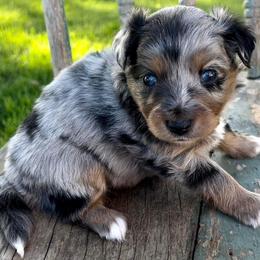Toy Australian Shepherd Puppies from Kickapoo Creek Toy Aussies