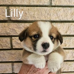 Lilly - Red and white female American Corgi puppy in Centerville, Tennessee from Katerina's American Corgis