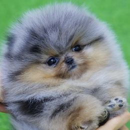 Pomeranians from Frensace Bearface Pomeranian