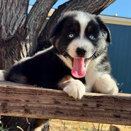Sparky - Black tri-color male Australian Shepherd puppy in Devine, Texas from Sun Kissed Aussies