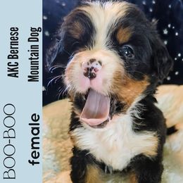 Boo-Boo - Black rust and white female Bernese Mountain Dog puppy in Shiloh, Georgia from Doodle Mountain
