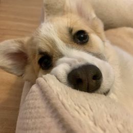 Pembroke Welsh Corgi Puppies from Alinea