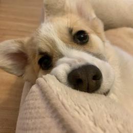 Pembroke Welsh Corgi Puppies from Alinea