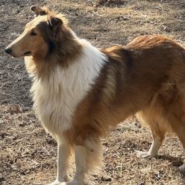 Xariela - Collie