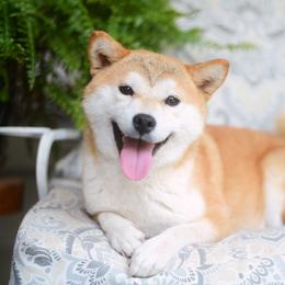 Cheri - Shiba Inu