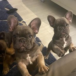 French Bulldogs from South Florida Forever Frenchies