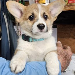 Pembroke Welsh Corgi puppies from Em and Em Farm