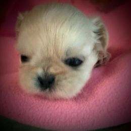 Sloane - White female Shih Tzu puppy in Tallahassee, Florida from Bows and Bow Ties