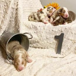 Australian Shepherd Puppies from Haulin' Auss Shepherds