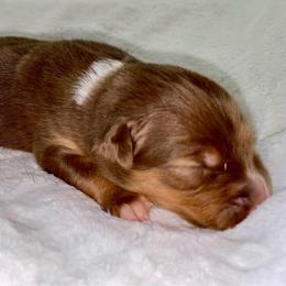 Red Tri - Red tri-color female Australian Shepherd puppy in Hayward, California from Grissom’s Aussies
