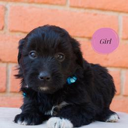 Aussiedoodle and Goldendoodle Puppies from Ever After Doodles Arizona