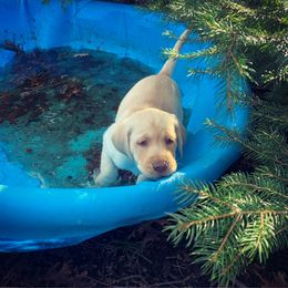 Dilute Retriever Puppies from South Shore Labradors