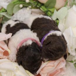 Labradoodles from SOLA Doodles