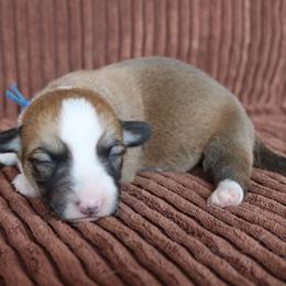 Indigo - Red and white female Cardigan Welsh Corgi puppy in Livermore, Colorado from Rowe Family