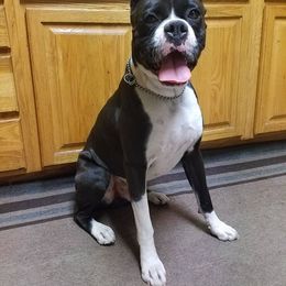 Boxers and Great Danes from Boxers and Great Danes