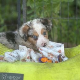 Amarillo - Blue merle and white male American Corgi puppy in Nortonville, Kansas from Low Riders Corgis & Mini Aussies
