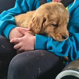 Blitzen (blue collar) - Dark golden male Golden Retriever puppy in Tenino, Washington from Oak River Goldens'
