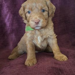 Jade - Red  female Goldendoodle puppy in Morriston, Florida from Florida's Joyful Goldendoodles