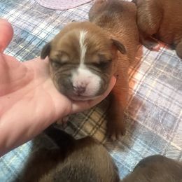 Cupid - Red female American Staffordshire Terrier puppy in Marietta, Georgia from Ambition Amstaffs