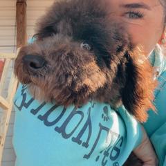 Bernedoodle, Sheepadoodle, and Whoodle Puppies from Wonderland’s Boujie Kennels