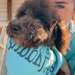 Bernedoodle, Sheepadoodle, and Whoodle Puppies from Wonderland’s Boujie Kennels