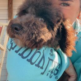 Bernedoodle, Sheepadoodle, and Whoodle Puppies from Wonderland’s Boujie Kennels