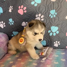 Siberian Husky Puppies from Canace Siberians