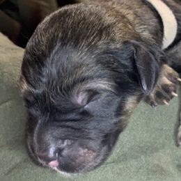 Girl 6 - Goldendoodle puppy in Shell Lake, Wisconsin from KC Acres