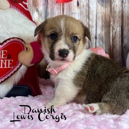 Australian Shepherd and Pembroke Welsh Corgi Puppies from Lewis Aussie’s & Corgi’s