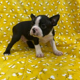Oscar - Black and white male Boston Terrier puppy in Fillmore, Illinois from Wind Hill Puppies