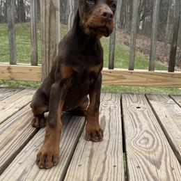 Doberman Pinscher puppies from Eminent Dobermans