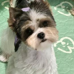 Ernie - Black tan and white male Biewer Terrier puppy in New Smyrna Beach, Florida from FronkLinn Kennel