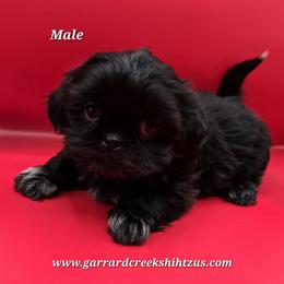 Boy 4 - Black male Shih Tzu puppy in Oakville, Washington from Garrard Creek Shih Tzus
