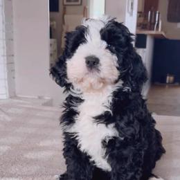 Tundra - Blue merle male Bernedoodle puppy in Grants Pass, Oregon from Royal Empire Bernedoodles